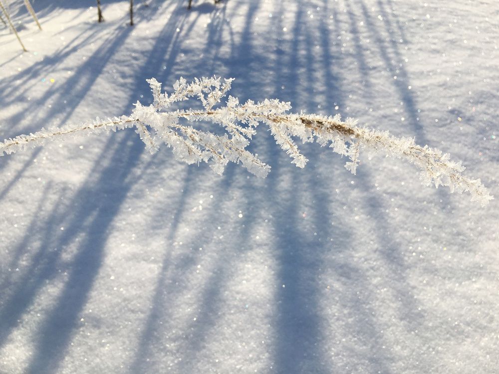 зимний гербарий