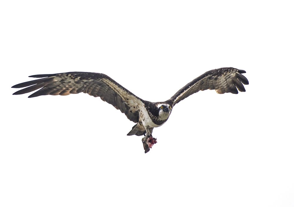 Photograph by Partha Ghosh