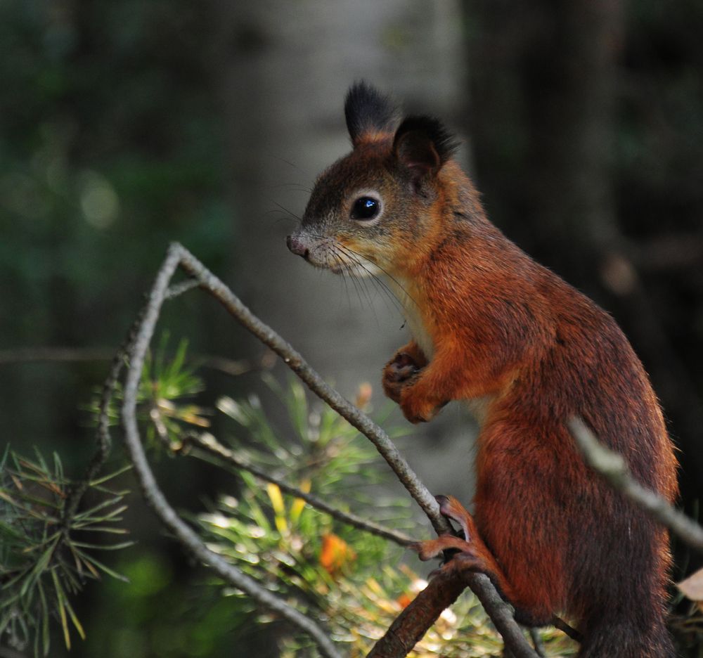 Photograph by Екатерина Носенко
