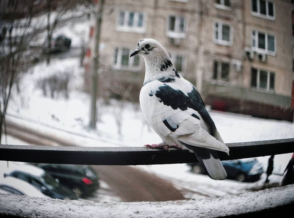 Голубок зашел в гости ко мне на балкон