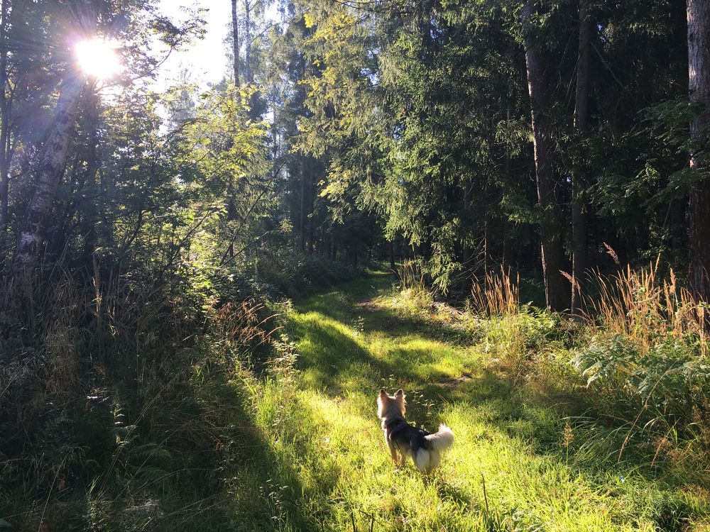 Август. Утро