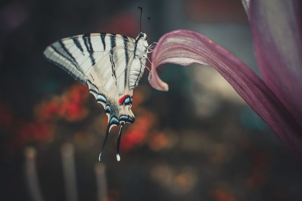 Photograph by Руслан