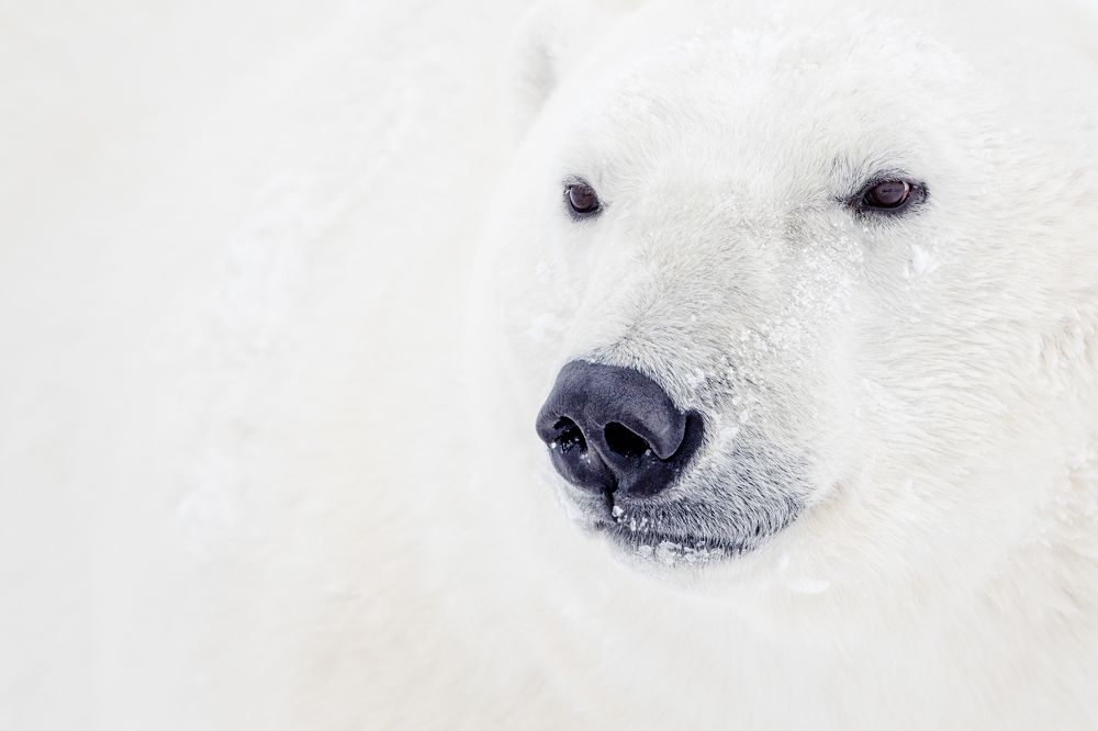 Porlar Bear portrait