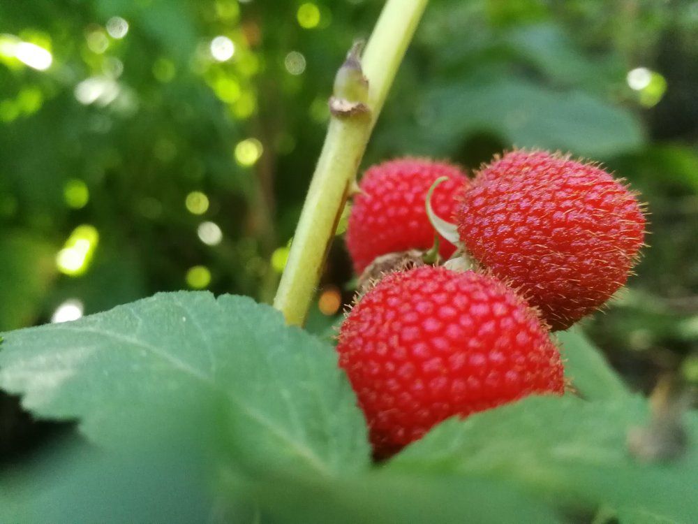 As more red more sweet.