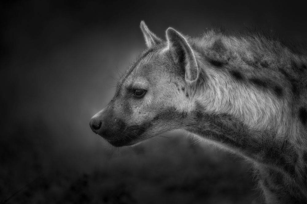 Hyena