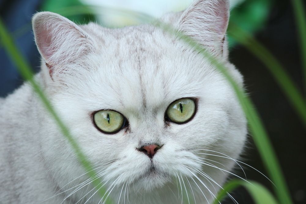 Фотография автора Елена Колосова