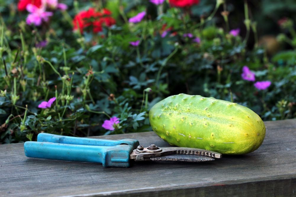 Фотография автора Елена Колосова