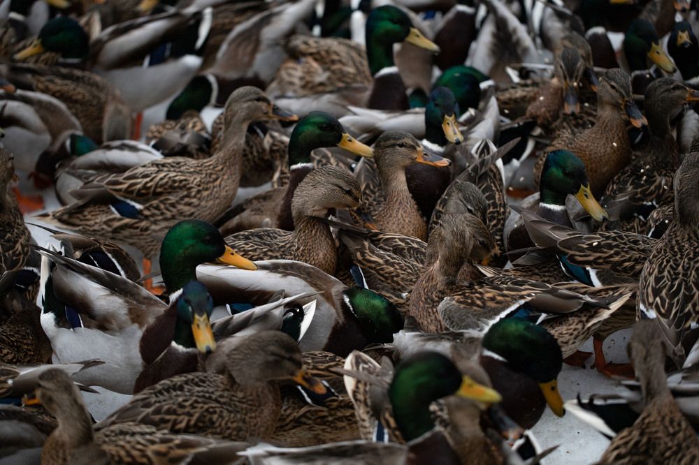 Photograph by Екатерина Аксёнова