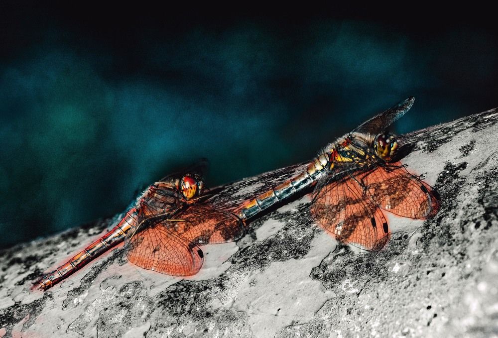 Photograph by Екатерина Аксёнова