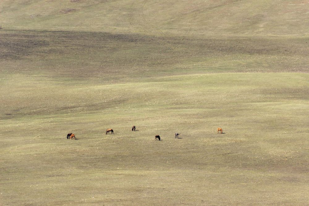 Весенняя степь