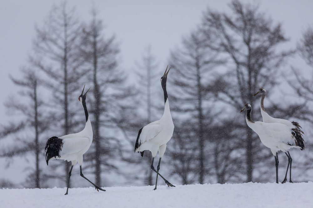 Crane Dance