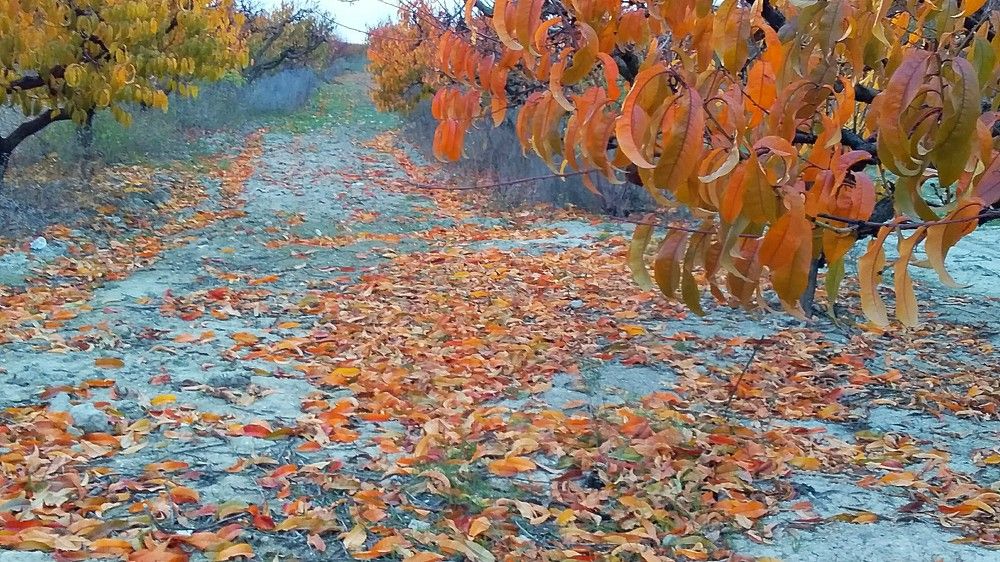 Photograph by Евгения Загудаева