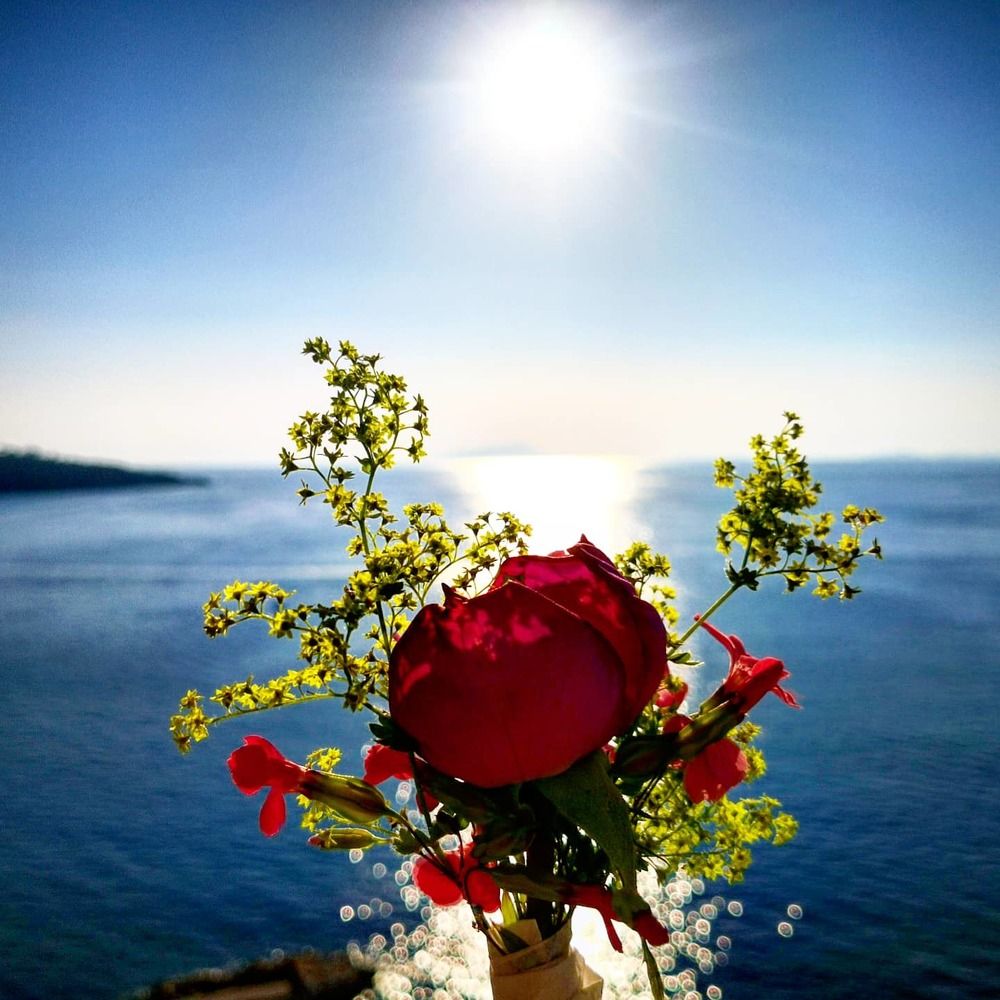 The Rose in front of the Sea