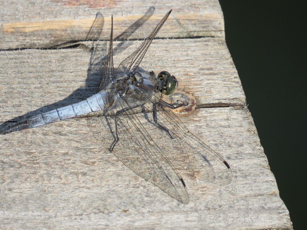 Стрекоза решетчатая