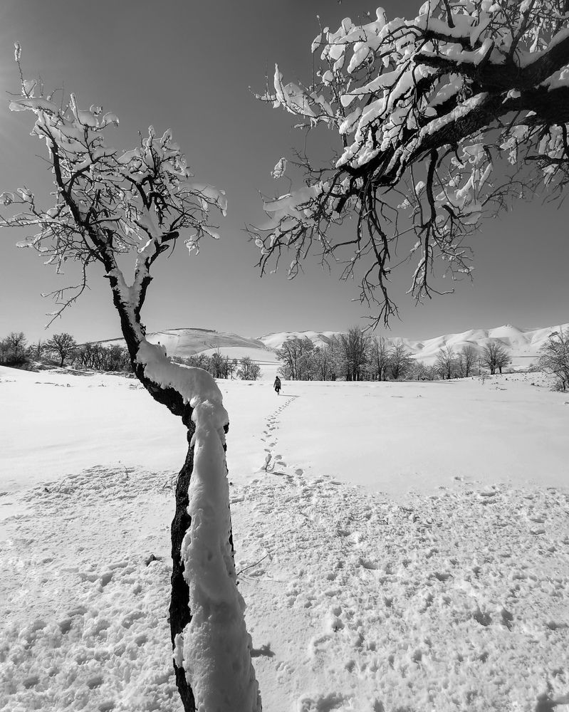 Фотография автора Alipour mohammad