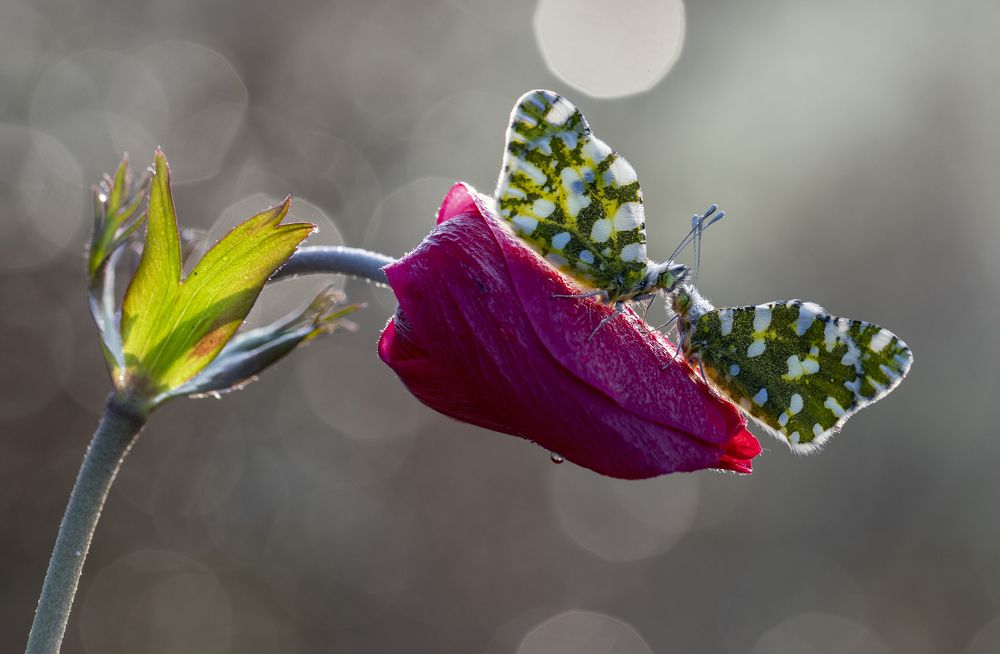 Photograph by ERDEM ARIF YIGIT