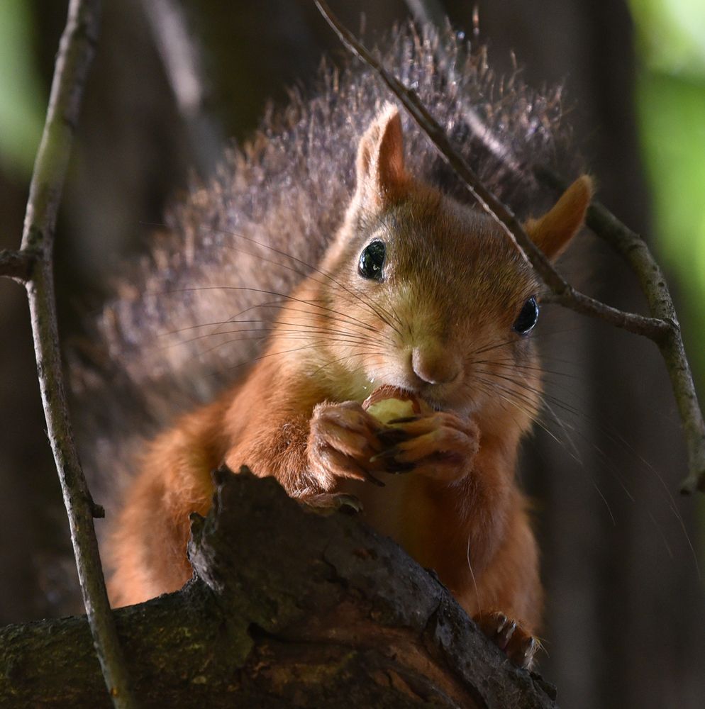 Photograph by Артём Кривошеев