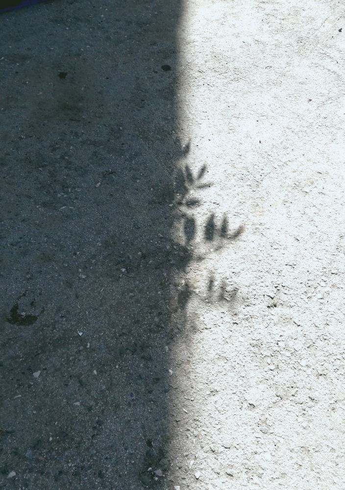 shadow