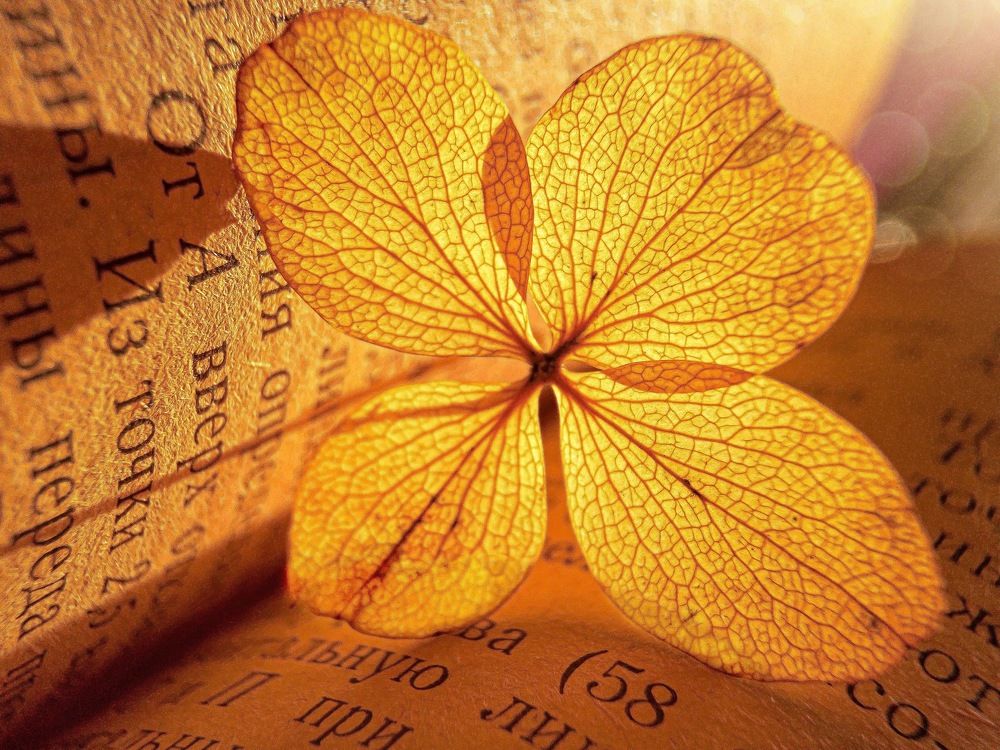 Photograph by Людмила Коныгина