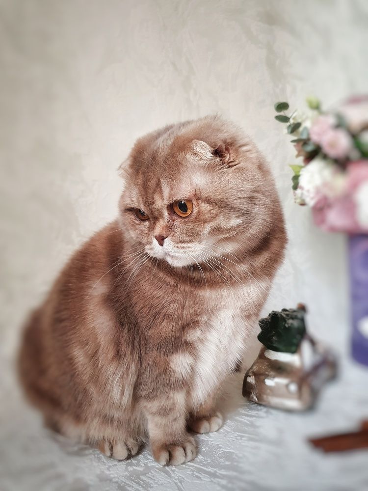 Кошка Шейли