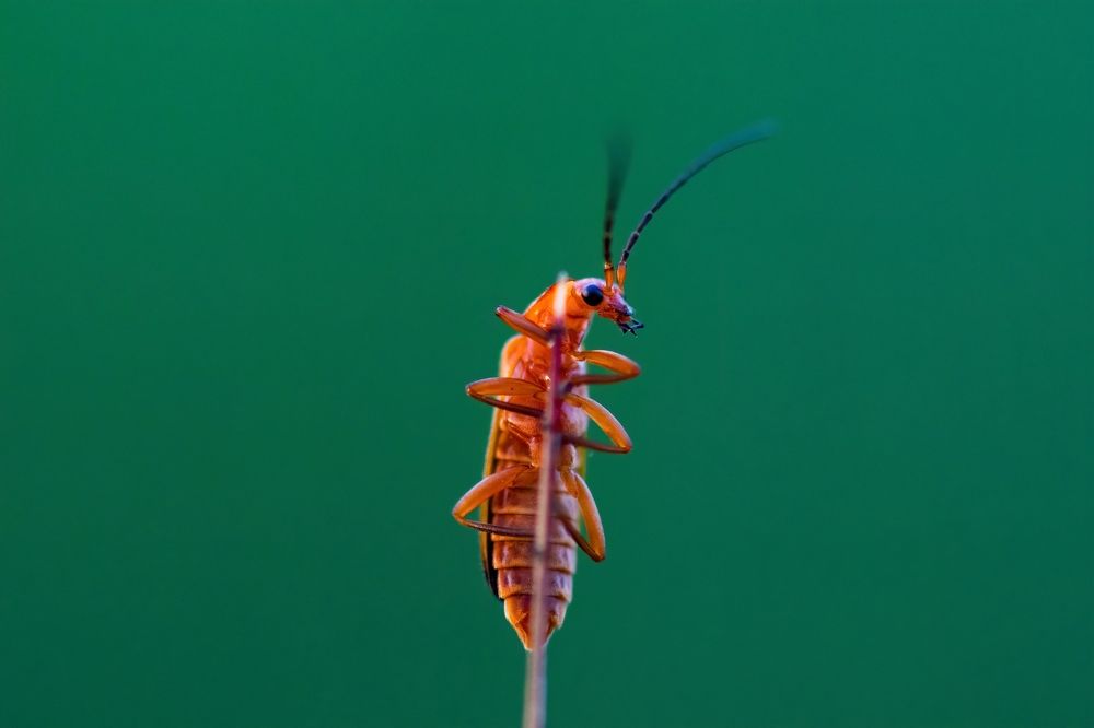 Жучок на травинке величественно осматривает местность