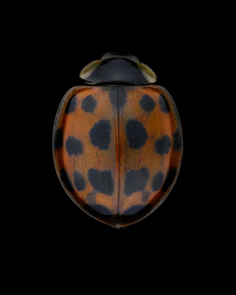 Photograph by Антон Орленко