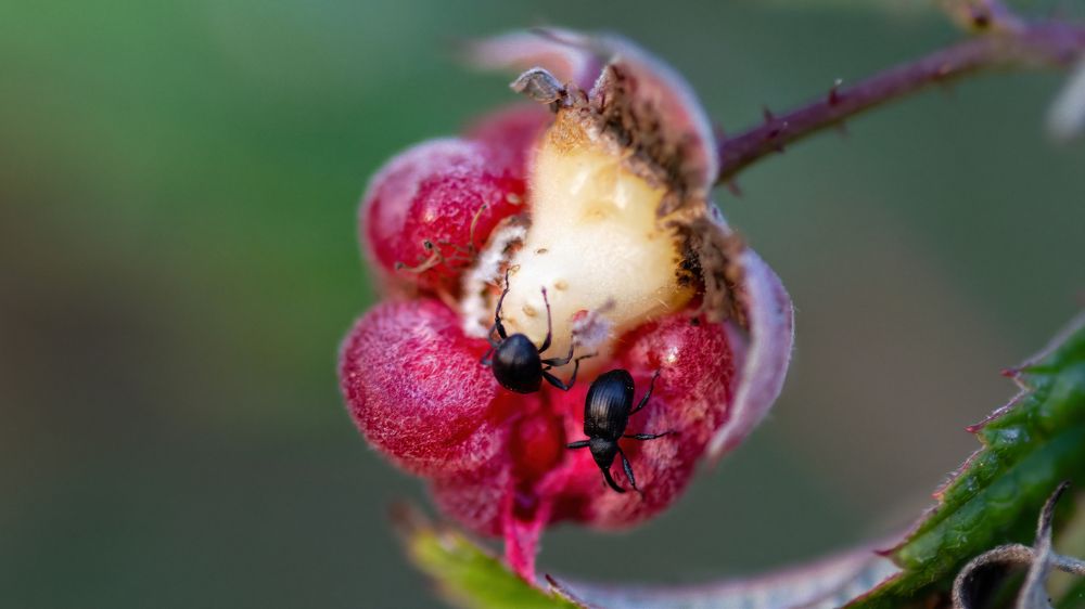 Долгоносики кушают малинку