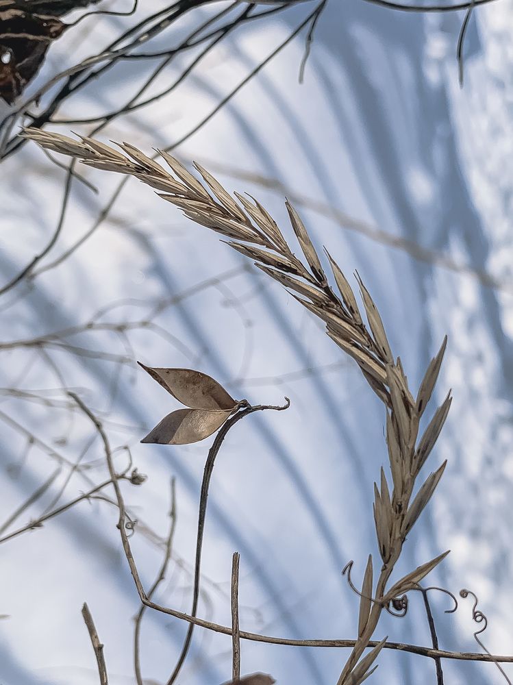 Photograph by Tatyana Belova