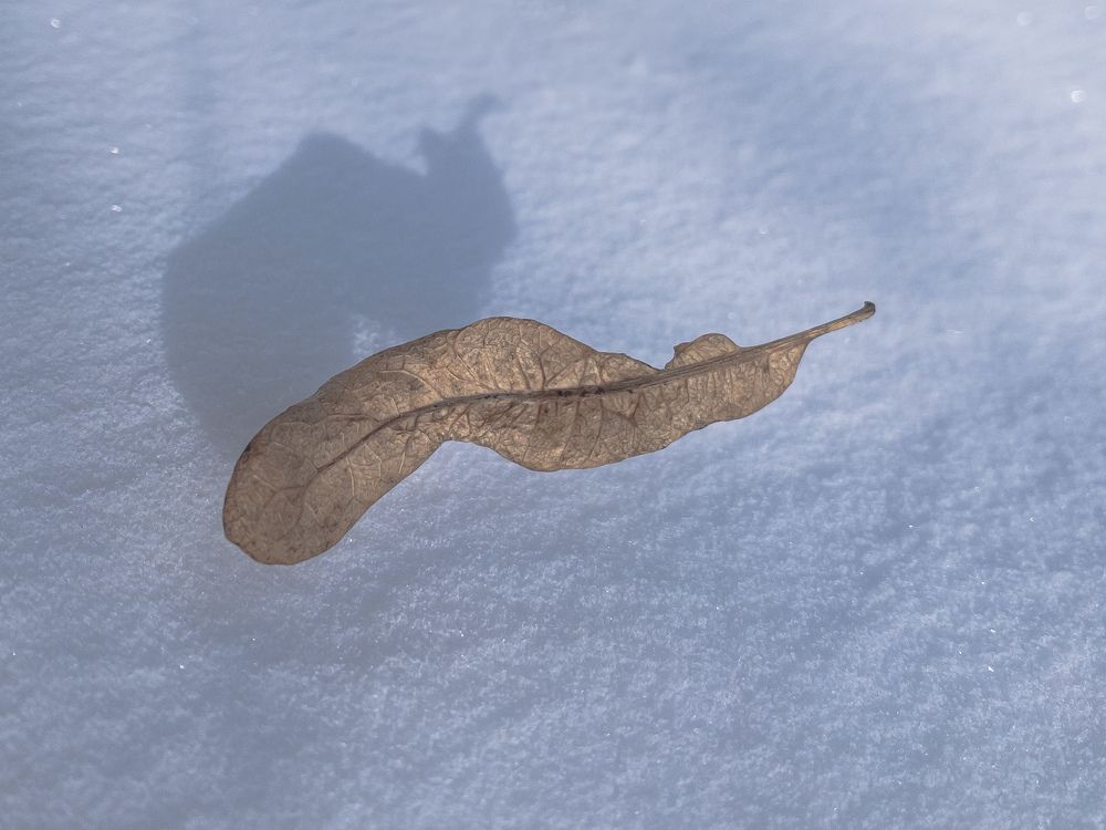 Photograph by Tatyana Belova