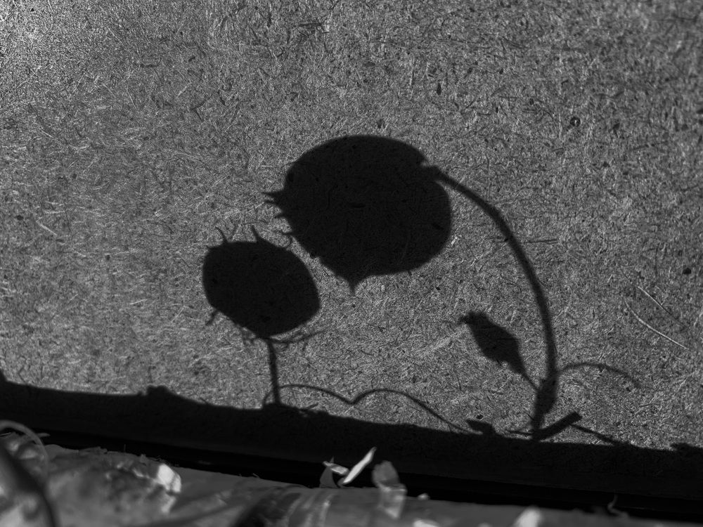 Photograph by Tatyana Belova