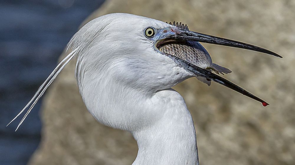 The Little Egret bird.