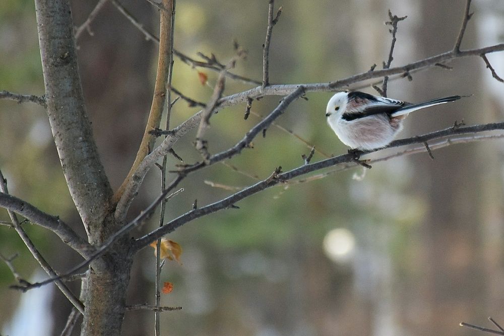 Photograph by Эльвира Быкова
