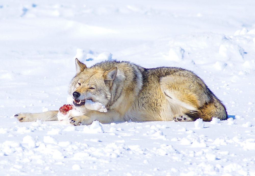 Животный мир Магаданской области