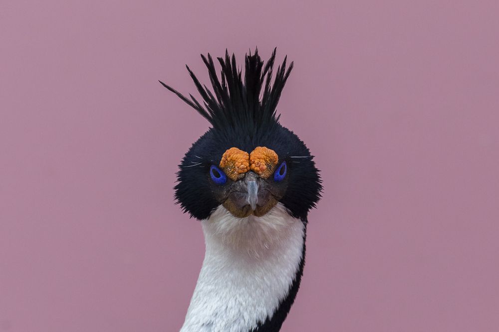 Cormorant Portrait