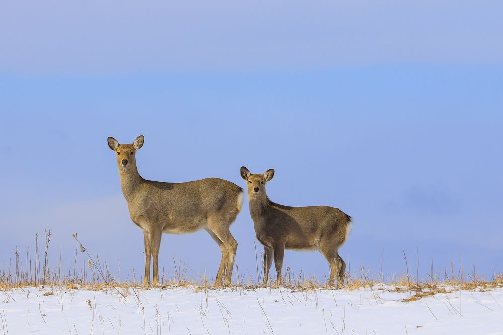 Photograph by W Shan