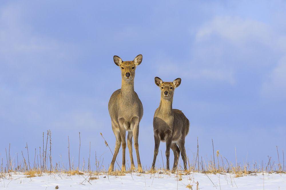 Sika Deer