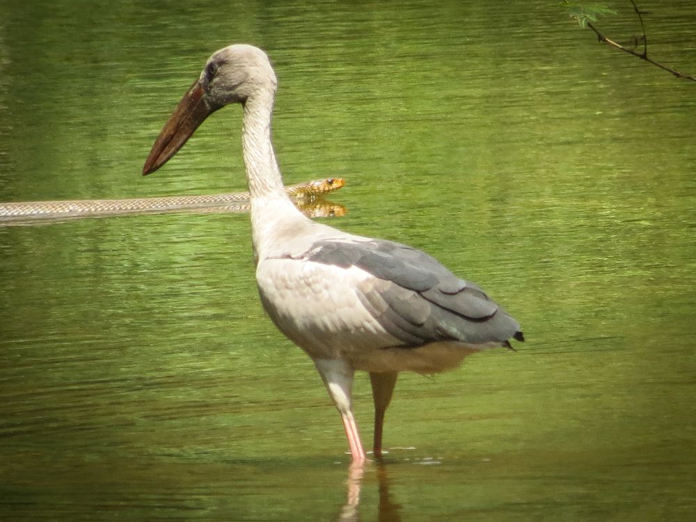 Photograph by Nimesh Lakshan