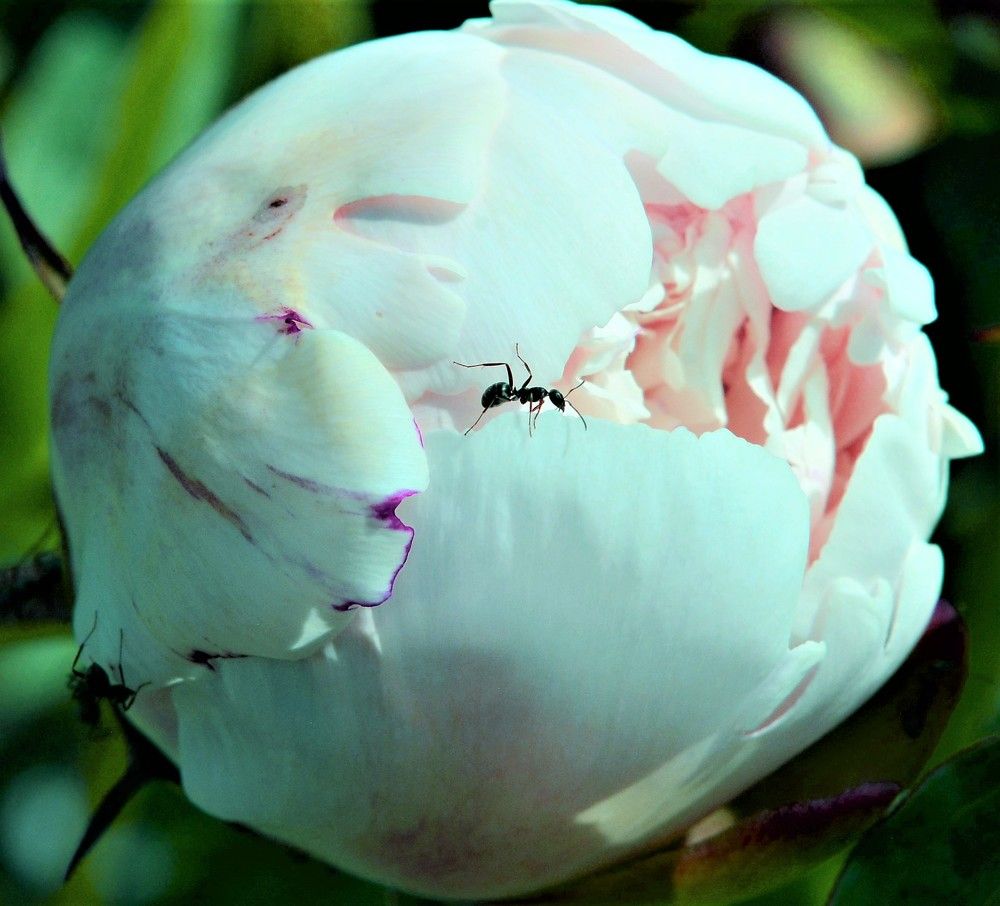 Камчатский муравей