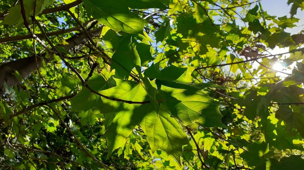 Photograph by Елена Лещева