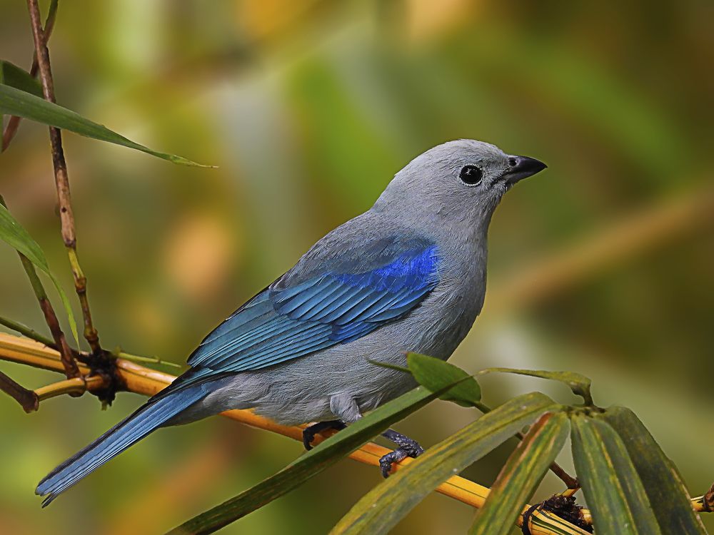 Nel blu dipinto di blu / Vuela siempre pintada de Azul