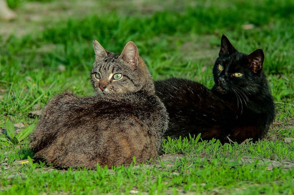 Фотография автора Владимир Оликов