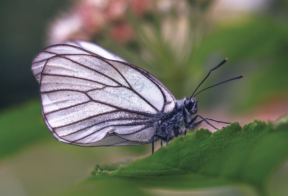 Photograph by Ольга Белова