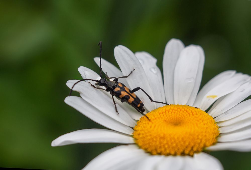 Photograph by Ольга Белова