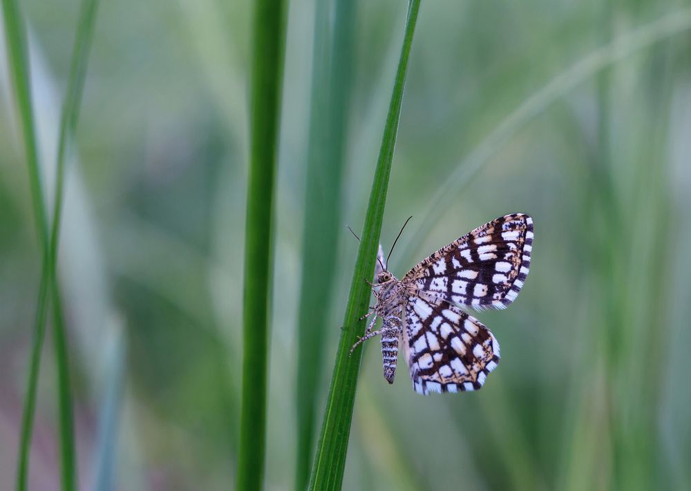 Photograph by Ольга Белова