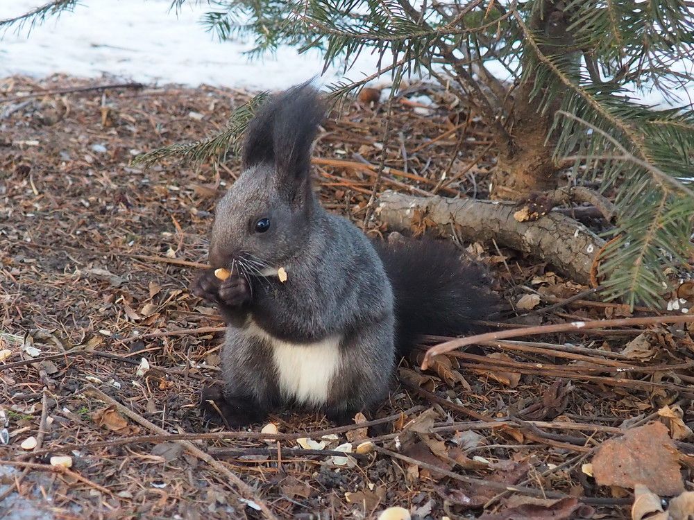 Белка песенки поёт, да орешки всё грызёт.