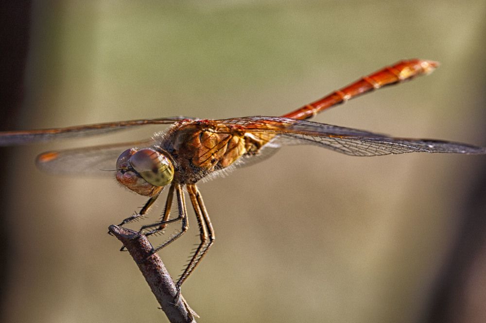 Photograph by Сергей Купчиков