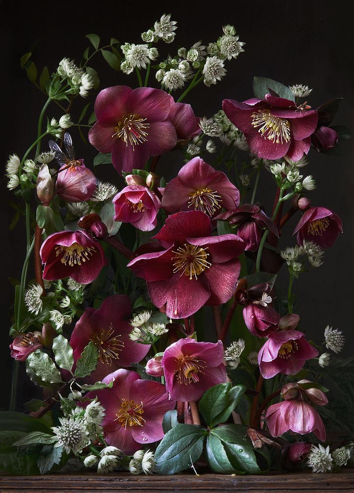 Парадный портрет хелеборусов