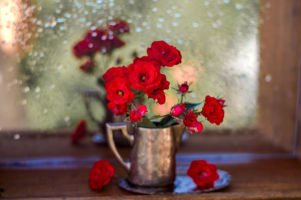 Photograph by Елена Вапняр