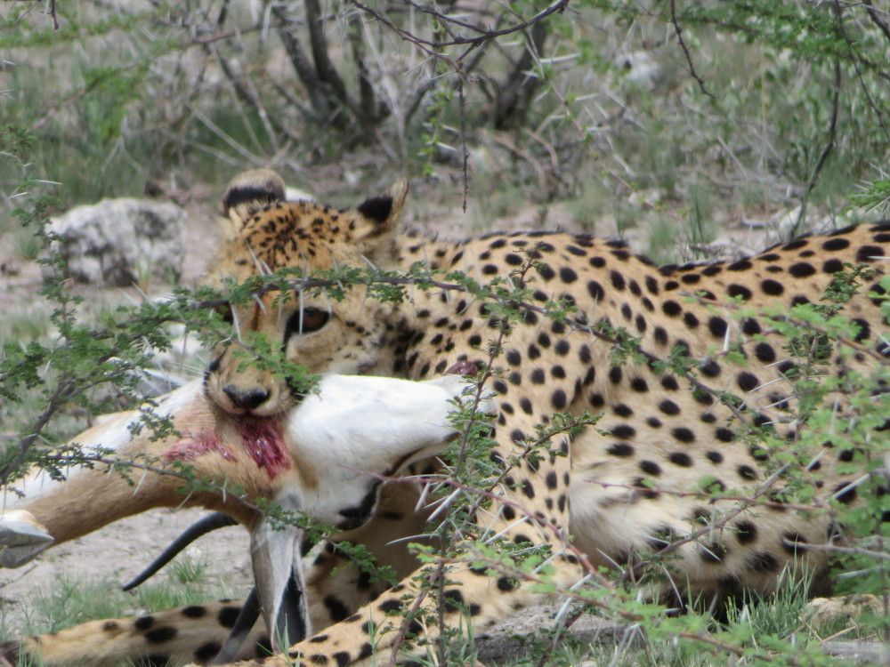 Плоды успешной охоты молодого ГЕПАРДА
