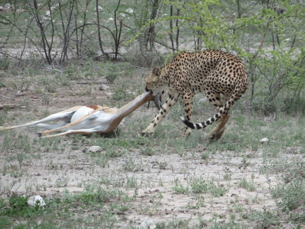 Своя ноша не тянет! Добыча молодого гепарда!